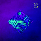 Cheshire Cat - UV Glow - Bandana glowing under black light, showing the UV-reactive colors and complete printed design